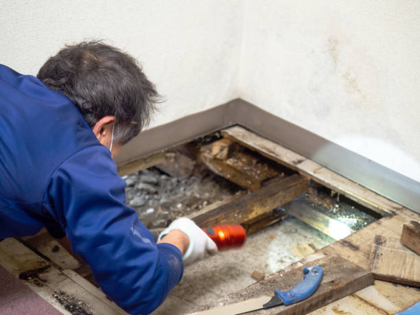 Home Mold Removal in Avilla, IN