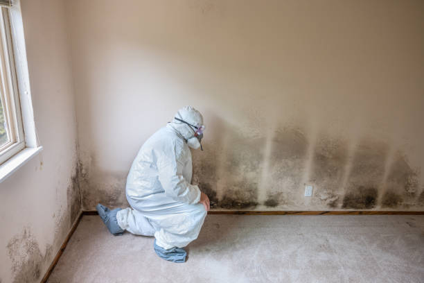 Best Toxic Mold Removal  in Avilla, IN